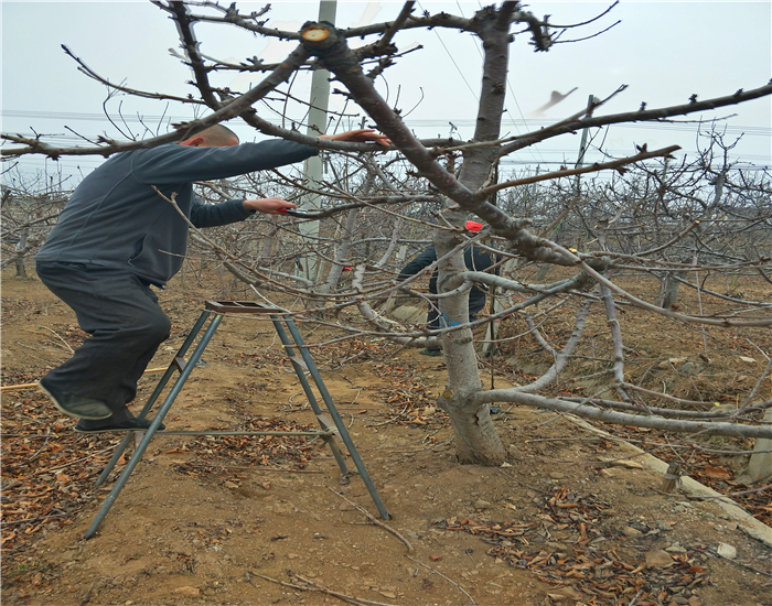 矮化櫻桃苗批發基地